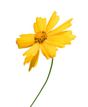 Yellow Flower Coreopsis Isolated On White Background