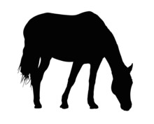 Portrait Silhouette Of Large Horse Grazing