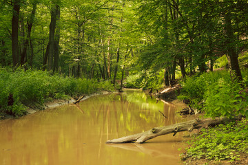 Canvas Print - Creek