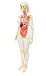 © pixdesign123 - Female skeleton and digestive system