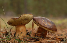Bay Bolete Fungus (Boletus Badius) Growing In The Forest