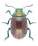 Fototapeta Motyle - Beetle Chrysolina polita