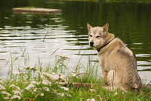 Husky Dog Next To A Lake With Flowers