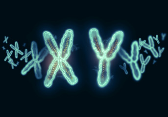 XY Chromosome concept. Male Heterogametic Sex.