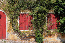Two Old Red Windows And A Door Surronded By A Creeper On A Wall