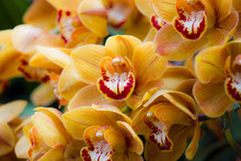 Beautiful Yellow Orchid Flowers
