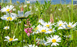 Entspannung: Blumenwiese in der Pfalz :)