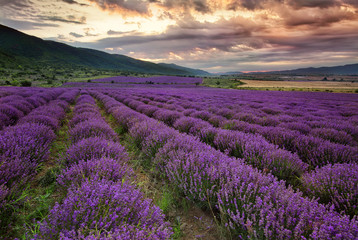 Wall Mural - stunning landscape with lavender field at dawn