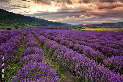 Nowoczesny obraz na płótnie Stunning landscape with lavender field at dawn