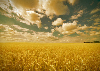 Sticker - aged photo with yellow wheat field