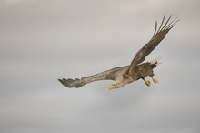 Eagle Gliding And Turning