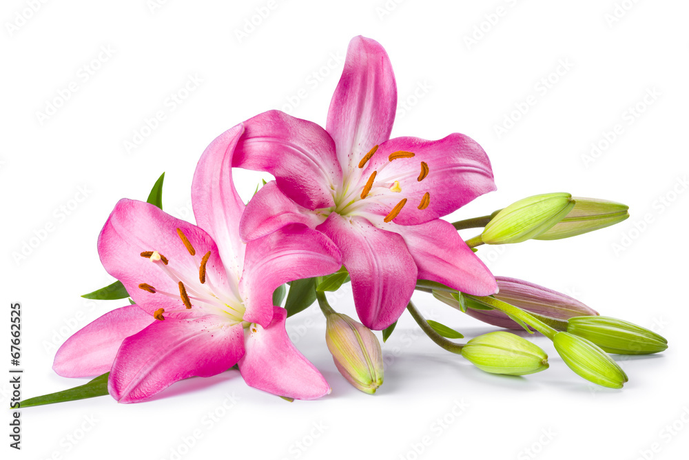 Pink lily flower isolated on white background - obrazy, fototapety, plakaty 