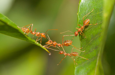 Wall Mural - Ant bridge unity