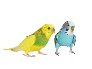 budgerigar isolated on white, (Melopsittacus undulatus), budgie