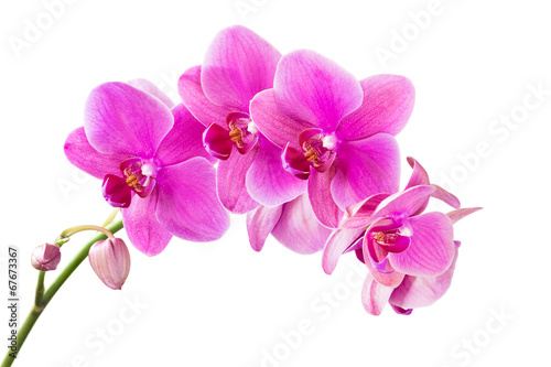 Fototapeta do kuchni Orchid