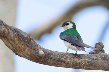violet-green swallow (tachycineta thalassina)