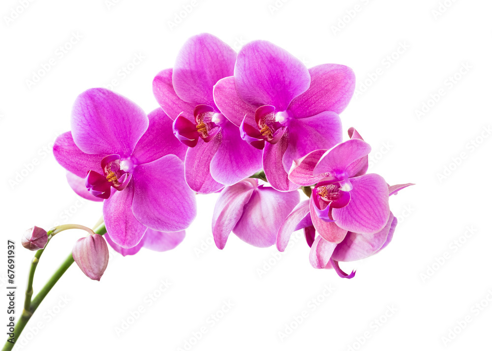 Orchid - obrazy, fototapety, plakaty 