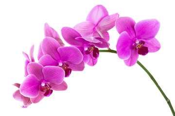 Orchid flowers isolated on white background