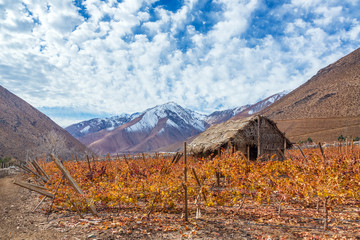 Pisco Vineyard