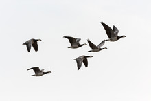 Barnacle Goose Flying