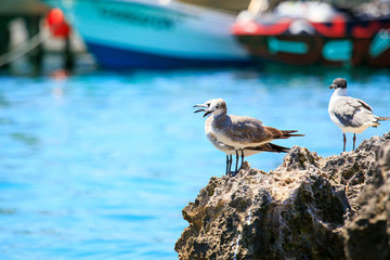 Wall Mural - Seagulls portrait