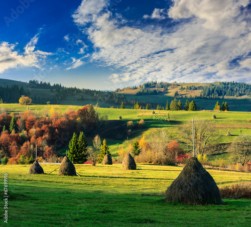 Naklejka dekoracyjna field near home