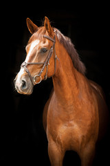 Wall Mural - Portrait of red horse on black background