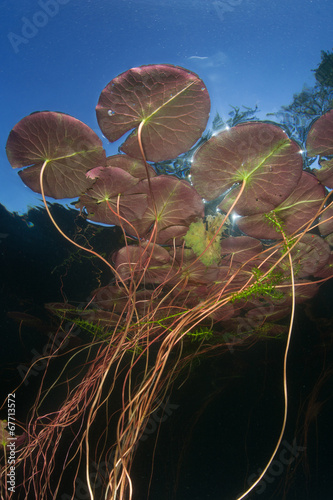 Lily Pads Underwater 1 Stock Photo Adobe Stock Lily Pads Underwater 1 Stock Photo Adobe Stock