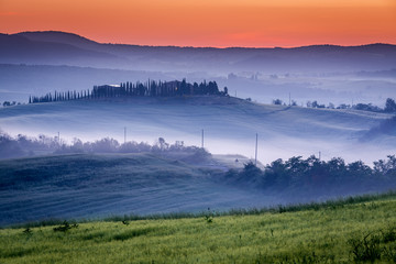 Wall Mural - farm of olive groves and vineyards in foggy morning