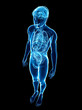 © pixdesign123 - Male x-ray digestive and nervous system artwork