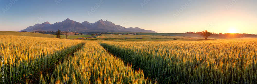 Sunset over wheat field with path in Slovakia Tatra mountain - p - obrazy, fototapety, plakaty 