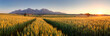 Sunset over wheat field with path in Slovakia Tatra mountain - p