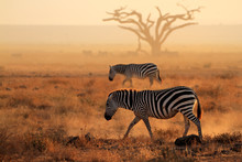 Plains Zebras In Dust, Amboseli National Park