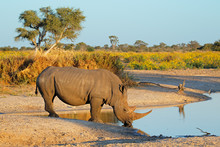White Rhinoceros Drinking Water