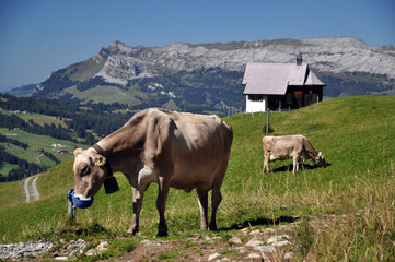 Canvas Print - Kühe an der Alpe Jänzimatt