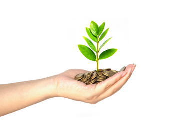 Wall Mural - hand holding a young tree growing on coins