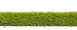 green hedge or Green Leaves Wall on isolated