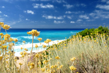 Yellow Wild Flowers And Sea