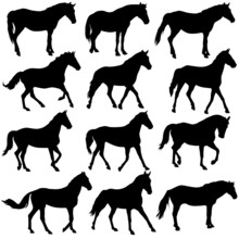 Set Vector Silhouette Of Horse