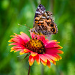 Butterfly pollinating an Indian Blanket flower