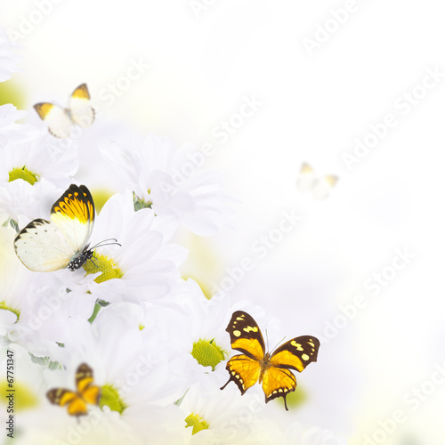 Tapeta ścienna na wymiar Wiosenny bukiet stokrotek z motylami