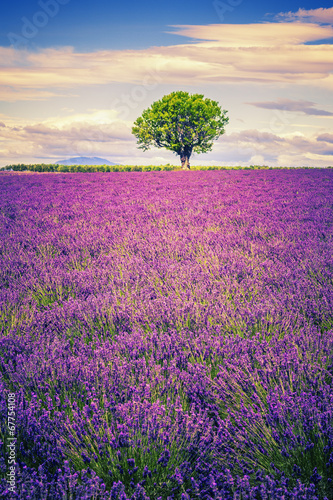 Obraz w ramie lavender at sunset