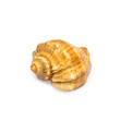 © fischers - Sea shell isolated on white