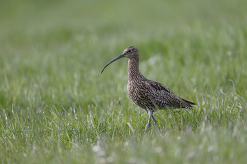 Sticker - Curlew, Numenius arquata,