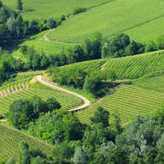 Sticker - Langhe Weinberge - langhe vineyards 08