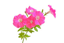 Pink Petunia Flowers