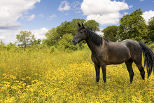 Horse In A Pasture Of Wildflowers