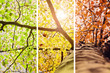canvas print picture - Herbstfarben – Collage