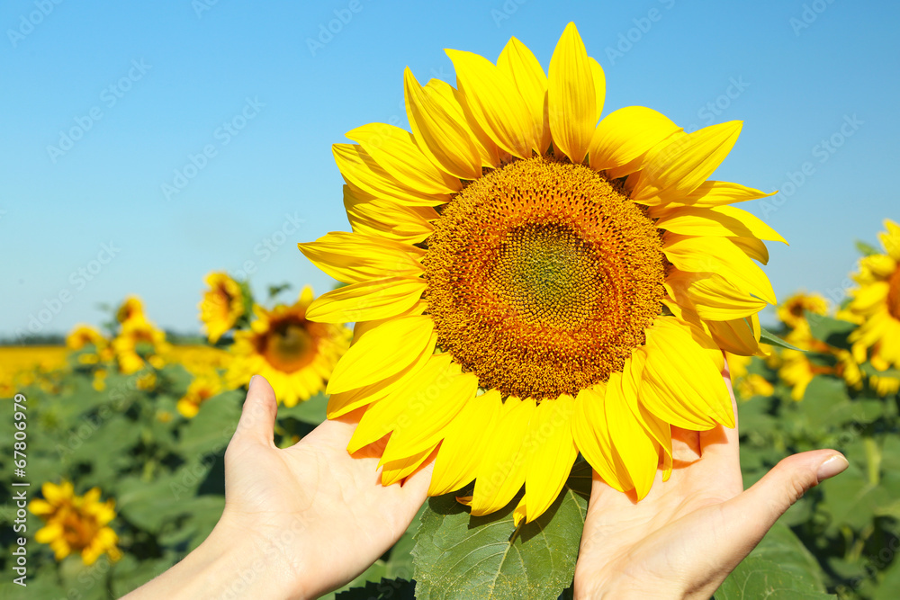 Female hand holding sun flower in field