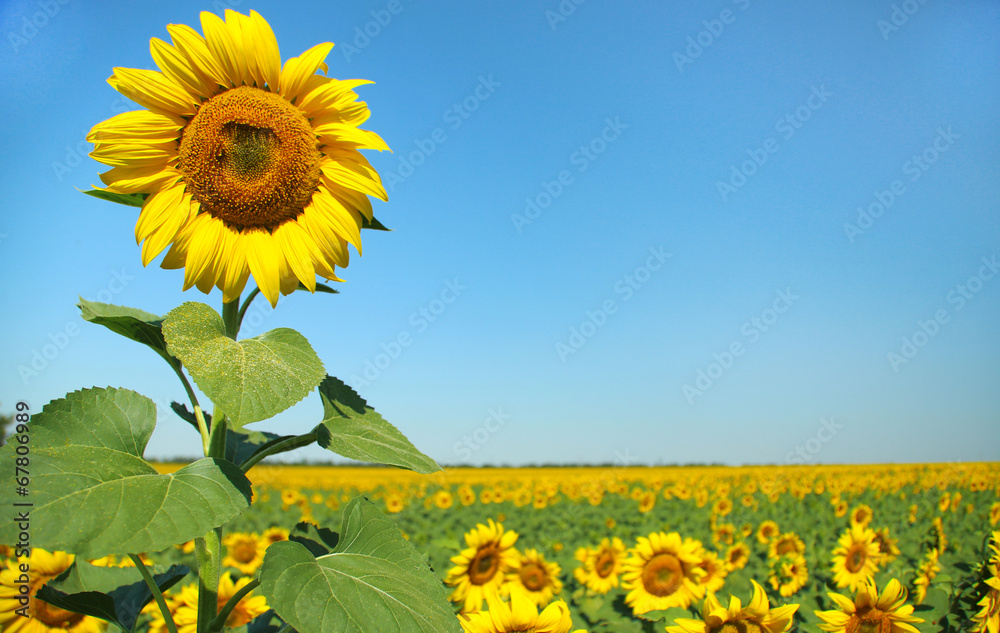 Beautiful sunflower in field close up
